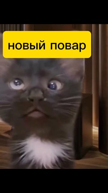 работа 
#юмор #работа #общепит #хасанстан #злойповар