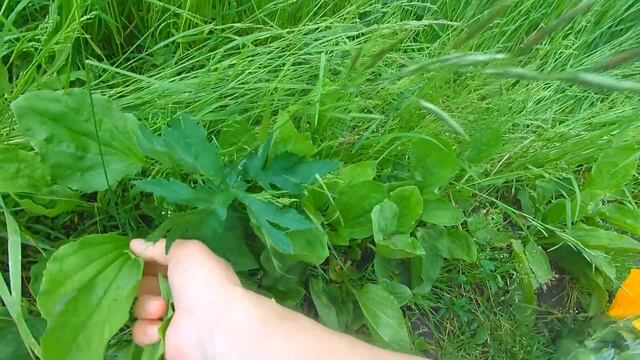 много подорожника