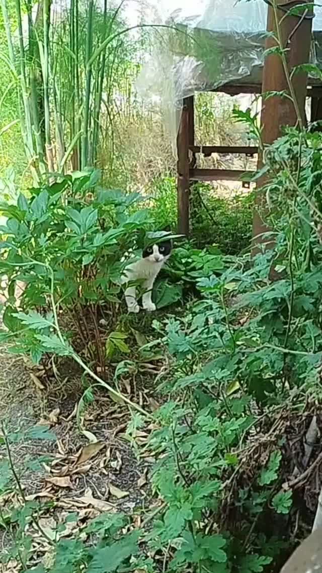 Кошечка Боря и побежденная змея)