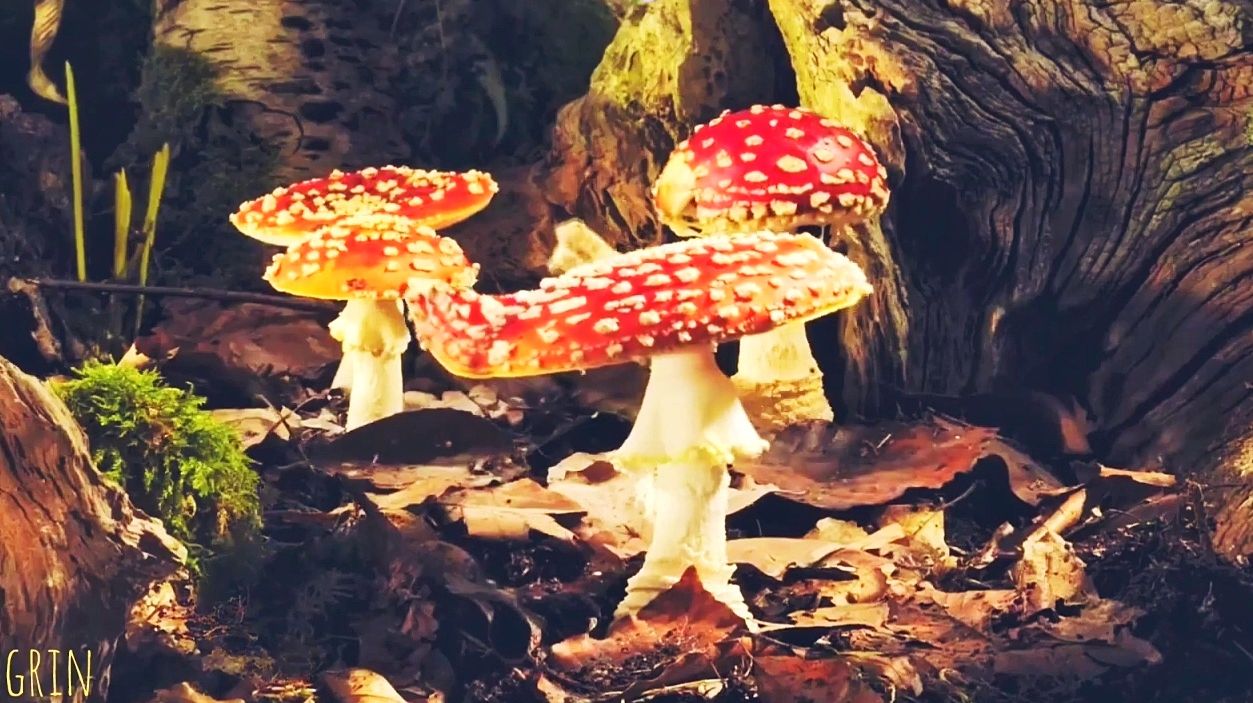 Как растут грибы...🍄