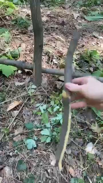 Видео от Походы Выживание Бушкрафт