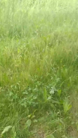 велик