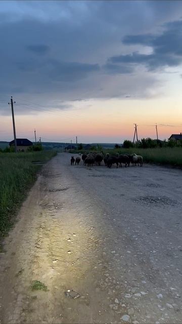 #овцы #🐑 #животные #вечерниепокатушки #квардрик
