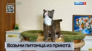 Возьми питомца из приюта. Кот Веня