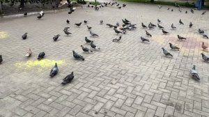 Жизнь во всей своей красе! Звезда циркового представления номер 2