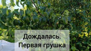 Вырастила. Наконец-то первая груша 🍐 😁