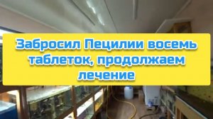 Забросил Пецилии восемь таблеток, продолжаем лечение