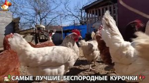 Курочки дворовые селяночки лучшие беспородные несушки 🥚 (20)