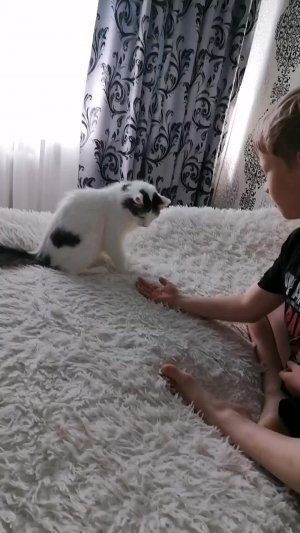 Кот