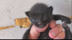 ФРОНТОВЫЕ  КОТЫ...)))