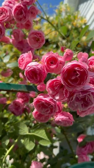 Помпонелла 🌸14 июня🌸