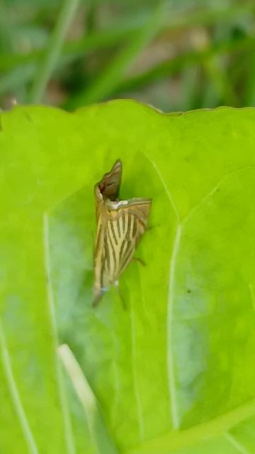 Травянка Соломенная (Chrysoteuchia Culmella), бабочка из семейства Огнёвки-травянки (Crambidae)