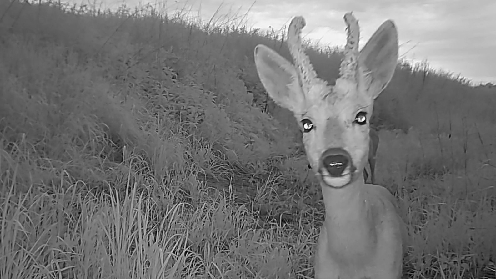 Сняли ли кого фотоловушки и про качество видео.