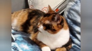 котттикк
