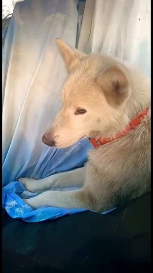 Умка из Брянска