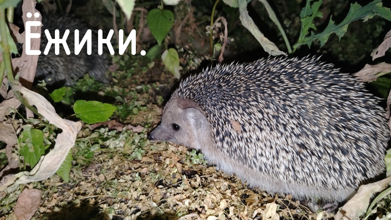 Ёжики.