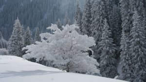 РЕМЕЙК ПО ЗИМЕ