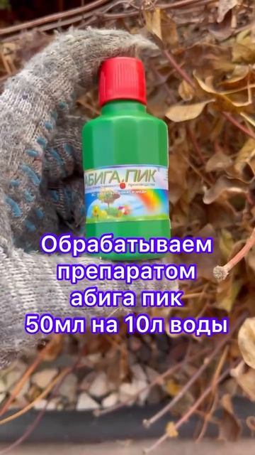 Подготовка клематисов к зиме