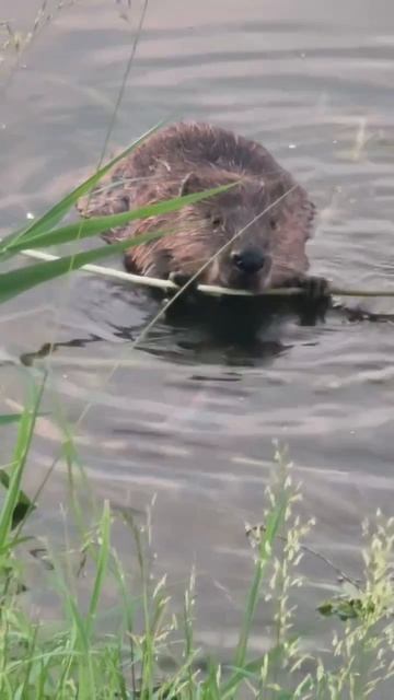 Бобры в естественной природе🦫