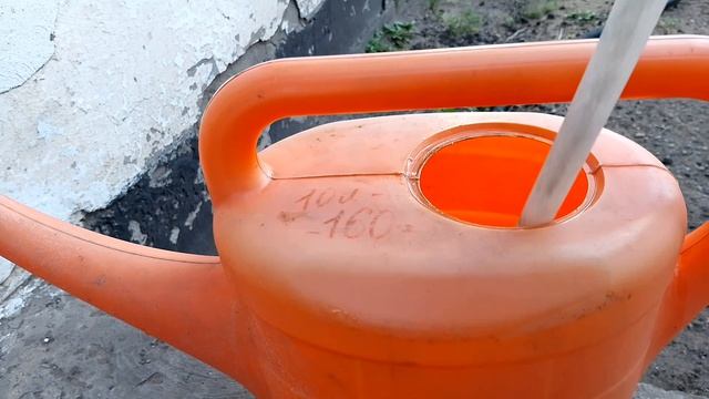 Тайком сняла и показала её Вам 🤣/ самая умная мамаша / одолели блошки, да ещё и жуки!