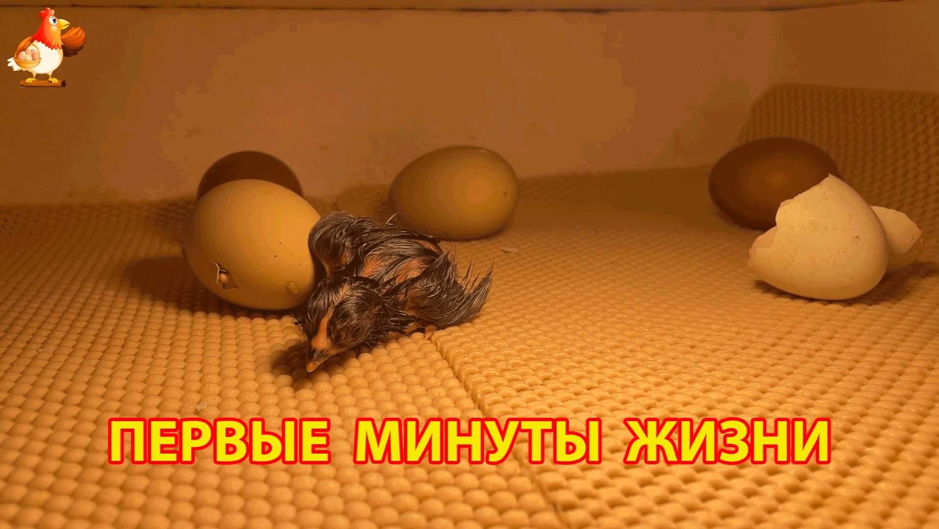 Первые минуты жизни новорожденного цыпленка в инкубаторе (5)