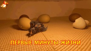 Первые минуты жизни новорожденного цыпленка в инкубаторе (5)