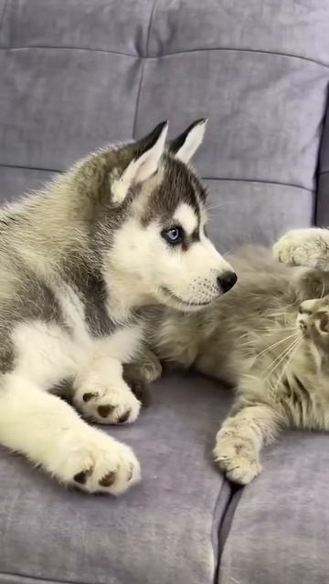 Автор видео: Huskies_4ever