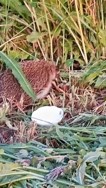 ЁЖ🦔 В ДЕРЕВНЕ смотреть онлайн