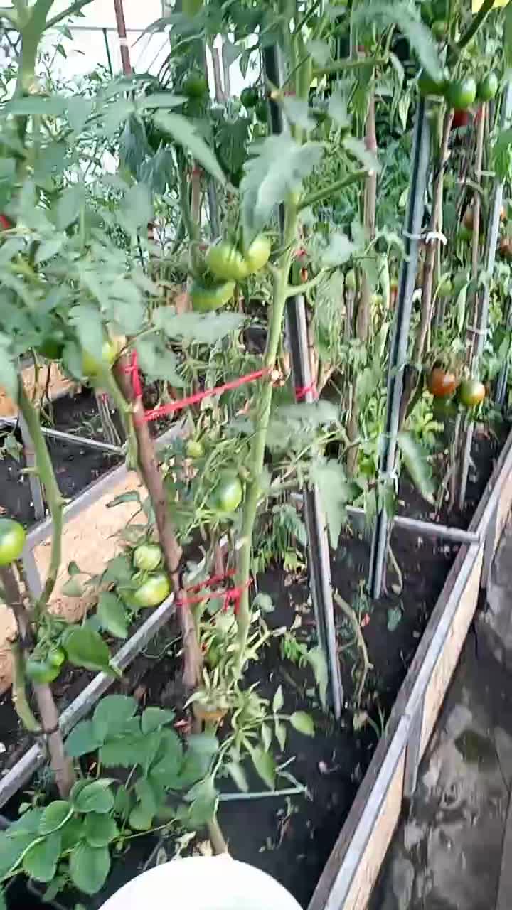 Первый массовый сбор томатов!!! Теперь точно салат дома на 100% из своих продуктов. Только соль м...