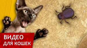 Видео для Кошек - Ловля жука-навозника (Развлеки своего кота)