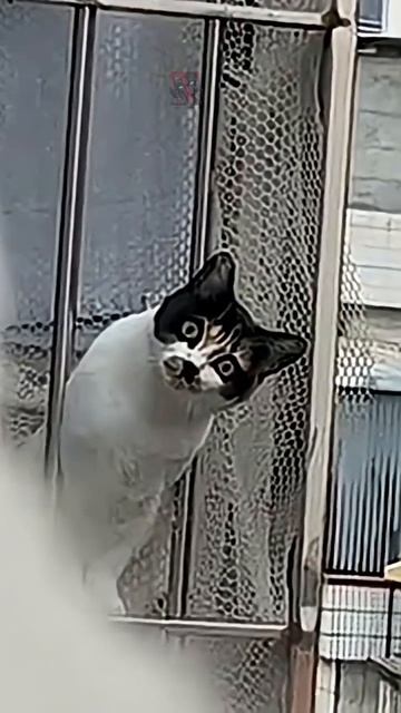 Смешные и милые КоТиКи 😼🫶😎