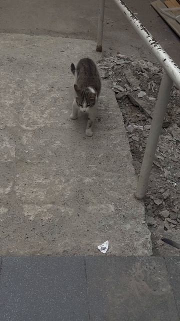 ВТОРОЙ ДЕНЬ КОРМЛЮ КОТА!  ПОДКИНУЛИ К МАГАЗИНУ! ❌МОЛОДОЙ,ДУРНОЙ!ТАК КАК АБСОЛЮТНО НИЧЕГО НЕ БОИТСЯ!