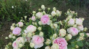Розы в моем не идеальном саду #розы #цветениероз #сад #августалуиза #анжела  #пьердеронсар #аспирин
