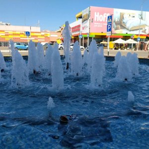 хомяки