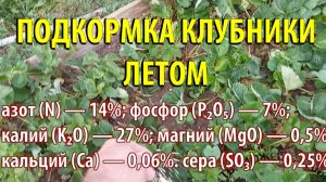 Подкормка Клубники Летом