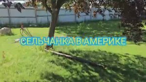 Сельчанка в Америке РАБОТА В ОГОРОДЕ НАЧАЛАСЬ СПАСАЕМ СЛИВУ