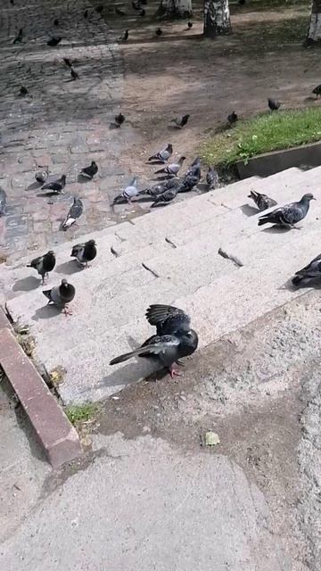 голубиное войско🫣