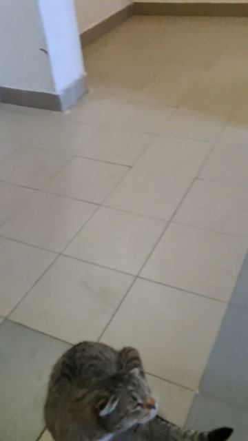 Котик на самовыгуле