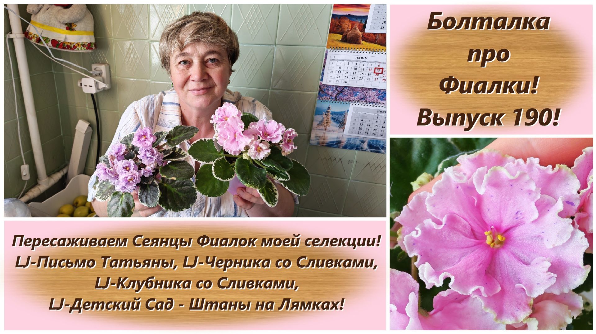 Болталка про Фиалки! Выпуск 190! Пересаживаем Сеянцы Фиалок моей селекции!