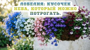 Лобелия Кусочек неба, который можно потрогать 🌤️