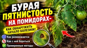 БУРАЯ ПЯТНИСТОСТЬ НА ПОМИДОРАХ-КАК ОБНАРУЖИТЬ НАЧАЛО БОЛЕЗНИ И ЧЕМ ЛЕЧИТЬ ЕЁ.