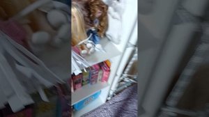 Мы покупаем хомяков джунгариков! Третья часть