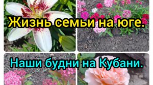 13-06-2026/ Живём и работаем на Кубани/ Повелика/Ловушки для муравьёв/ Наша жизнь на юге/ Кубань/