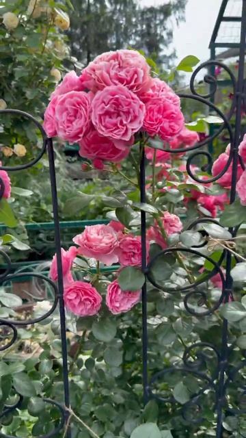 Леонардо, Мэри Энн🌸14 июня 26г🌸