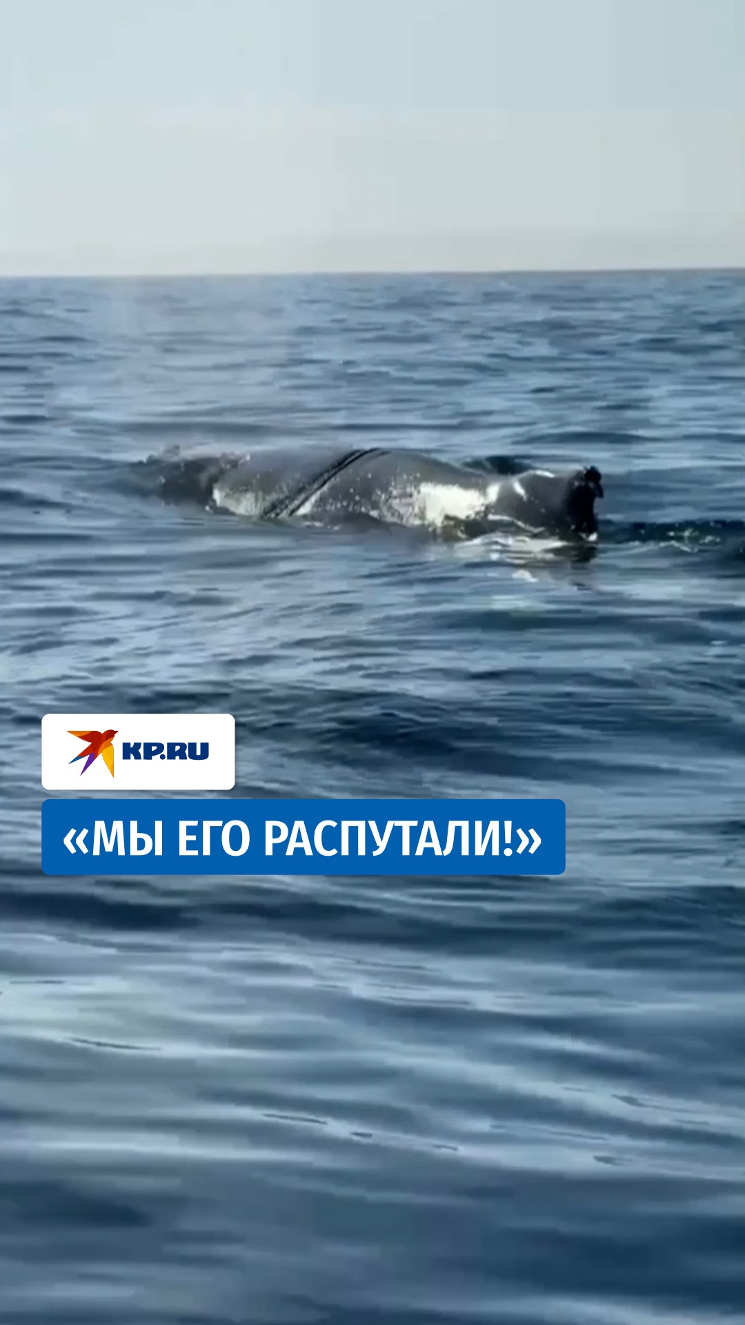Спасли запутавшегося в веревках горбатого кита