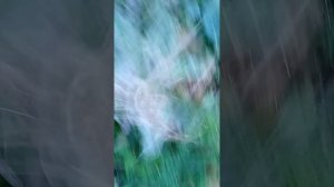 туман 2