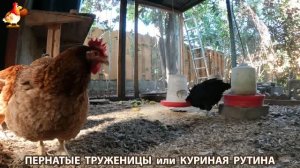 Куриная рутина – что делают куры на выгуле 😂 эпизод (173)