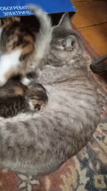 Мурка кормит котят