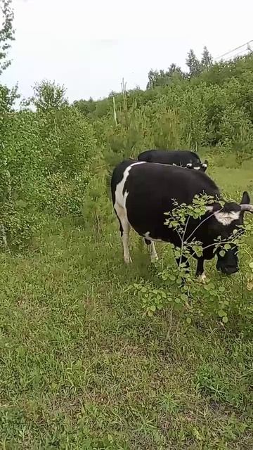 Летняя жара, 13.06.26
