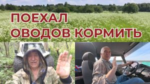 Поехал Оводов Кормить